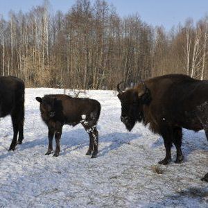 Губернатор выпустил зубров «Брянского леса» на волю - Брянск - Yansk.ru Губернатор выпустил зубров «Брянского леса» на волю - Брянск - Yansk.ru